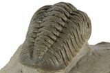 2.3" Morocops Trilobite Fossil - Ofaten, Morocco - #197149-5
